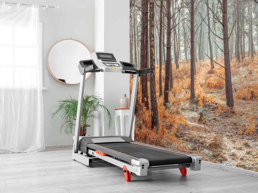 Forest during autumn