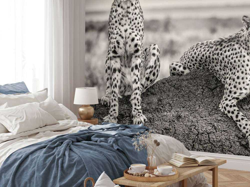 Two Cheetahs watching out