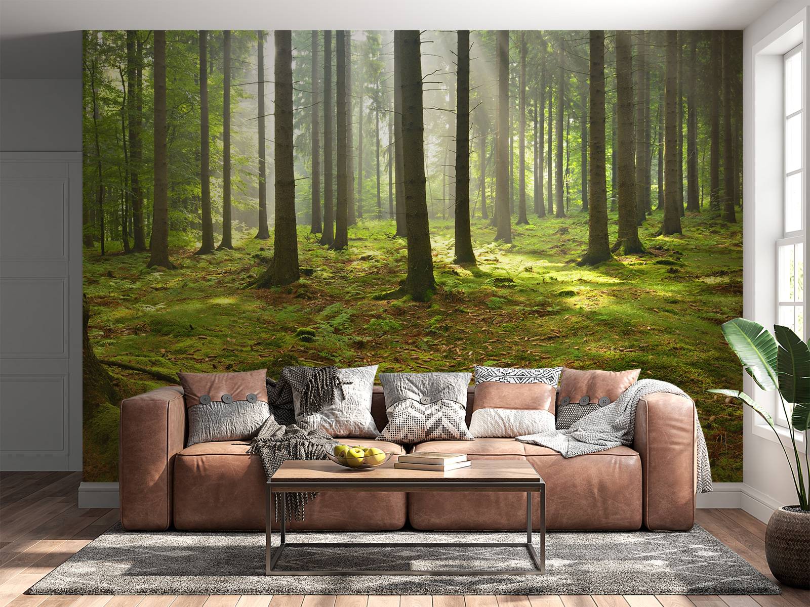 Spruce forest with sunlight
