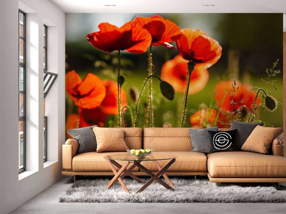 Poppies