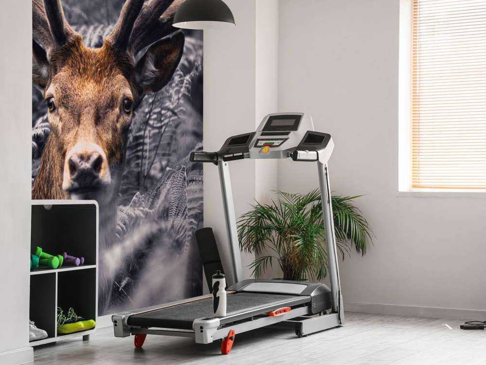 Close-up deer