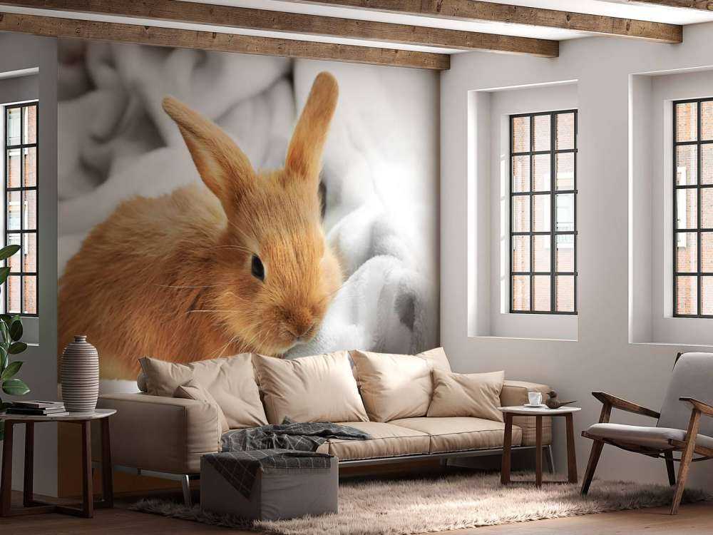 Brown rabbit