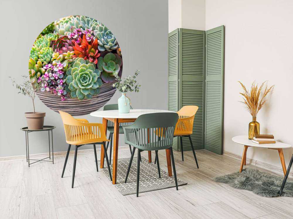 Verschillende vetplanten