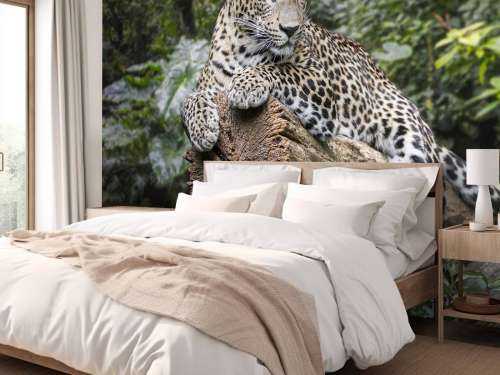Leopard on tree
