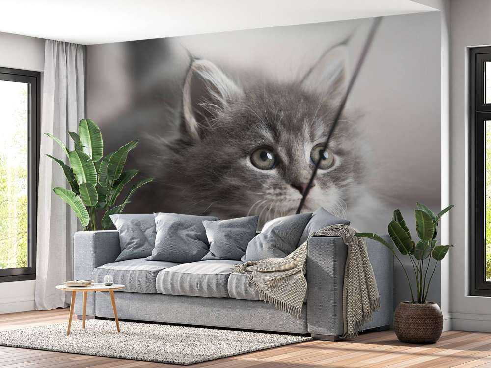 Playing cat