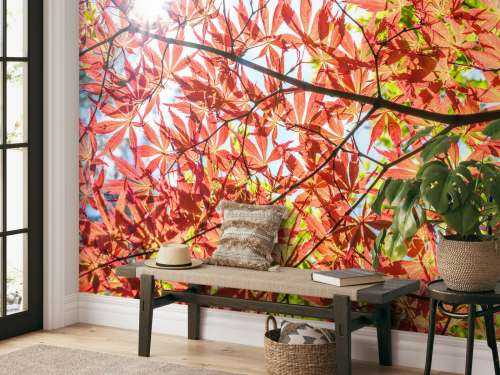 Red autumn leaves