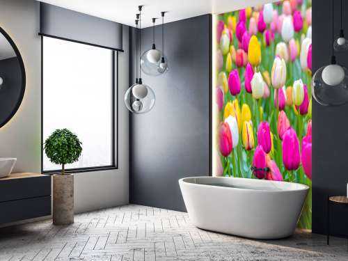 Colorful tulips in a field
