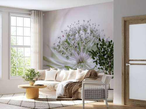 Astrantia