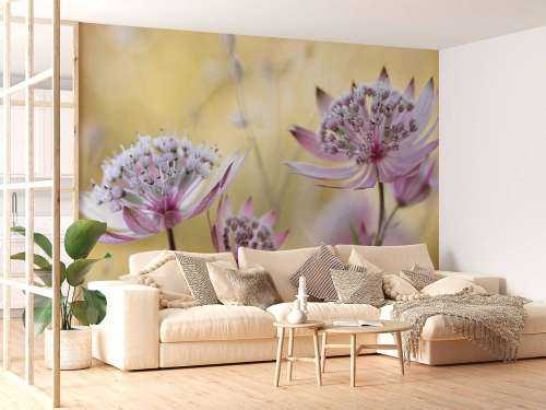Astrantia Major