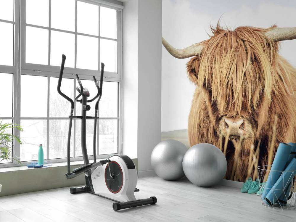 Close-up of a Scottish Highlander