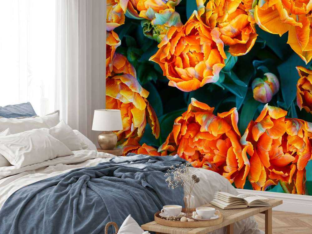 Close-up orange tulips