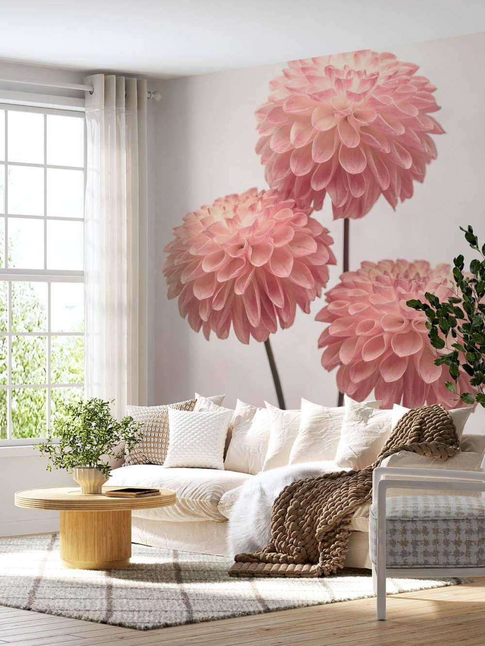 Pink dahlias