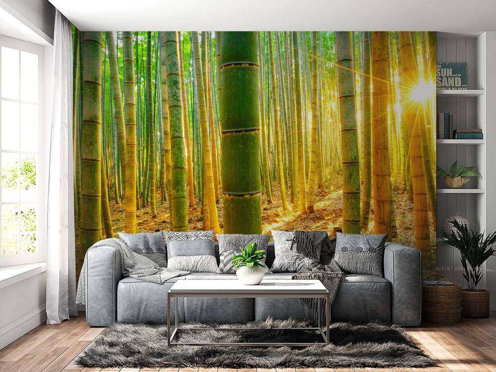 Bamboo forest at sunrise