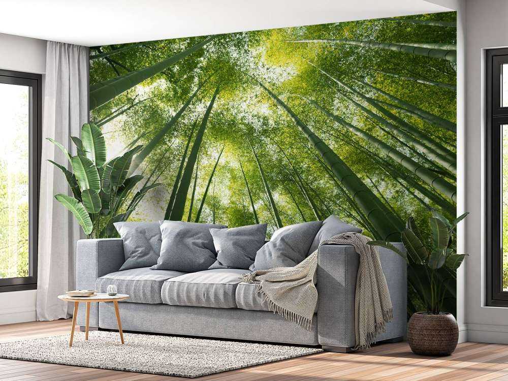 Bamboo forest in Japan