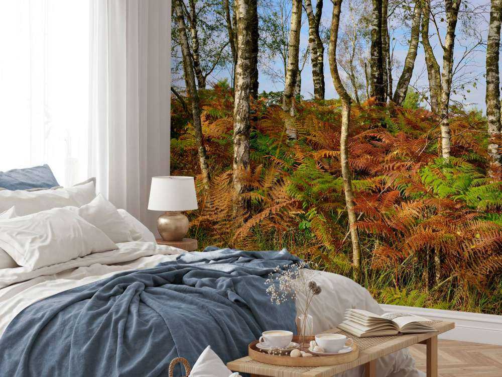 Birches with coloured ferns