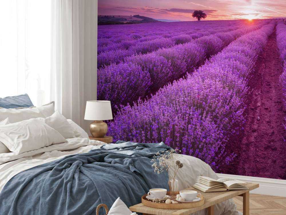 Field full with lavender