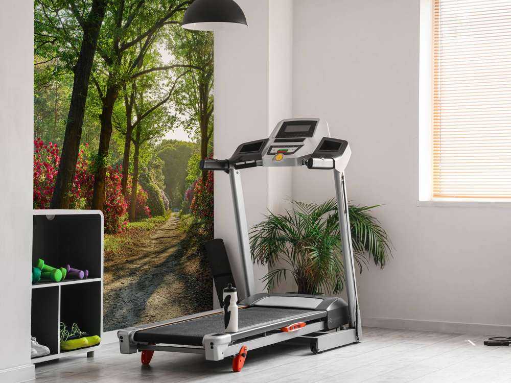 Sunrise at path with rhododendrons