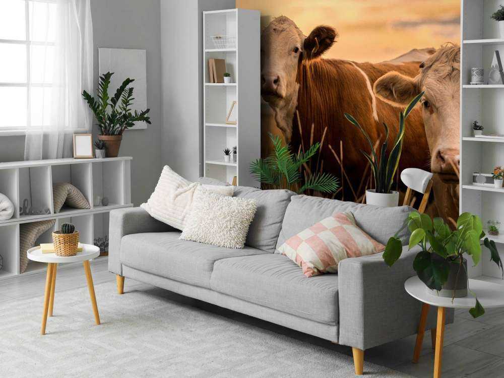 Cows in the evening sun