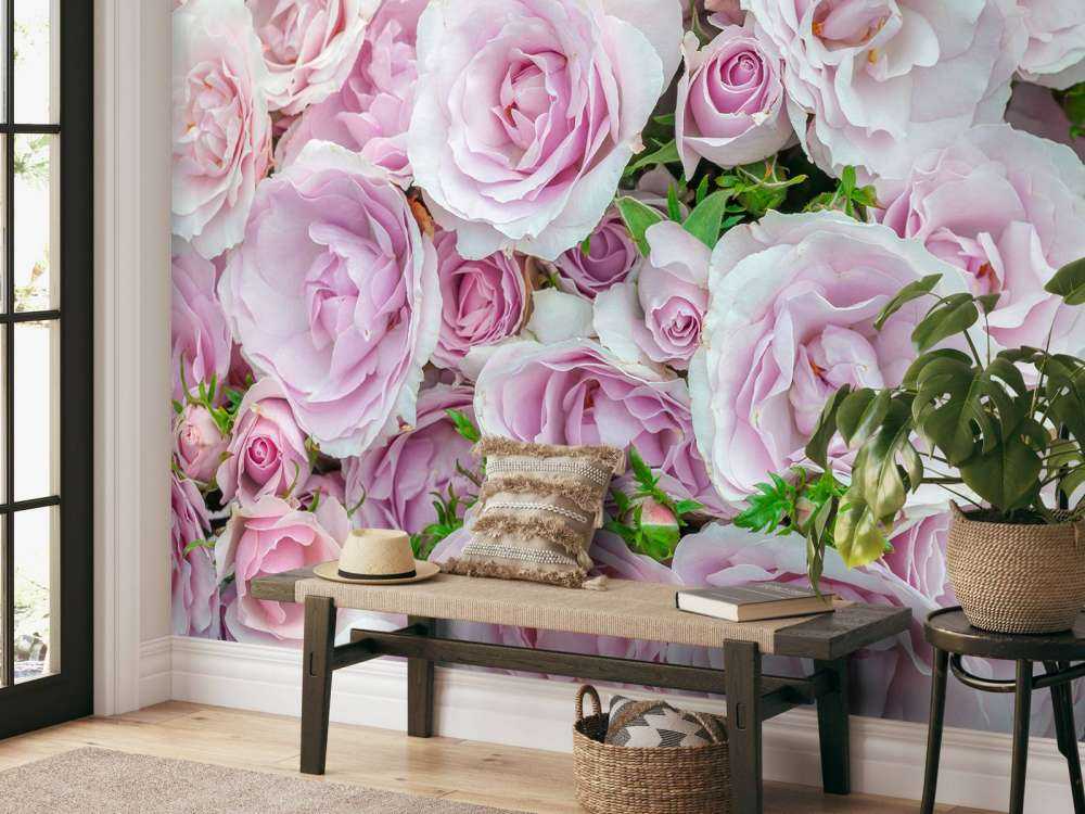 Colorful white and pink roses