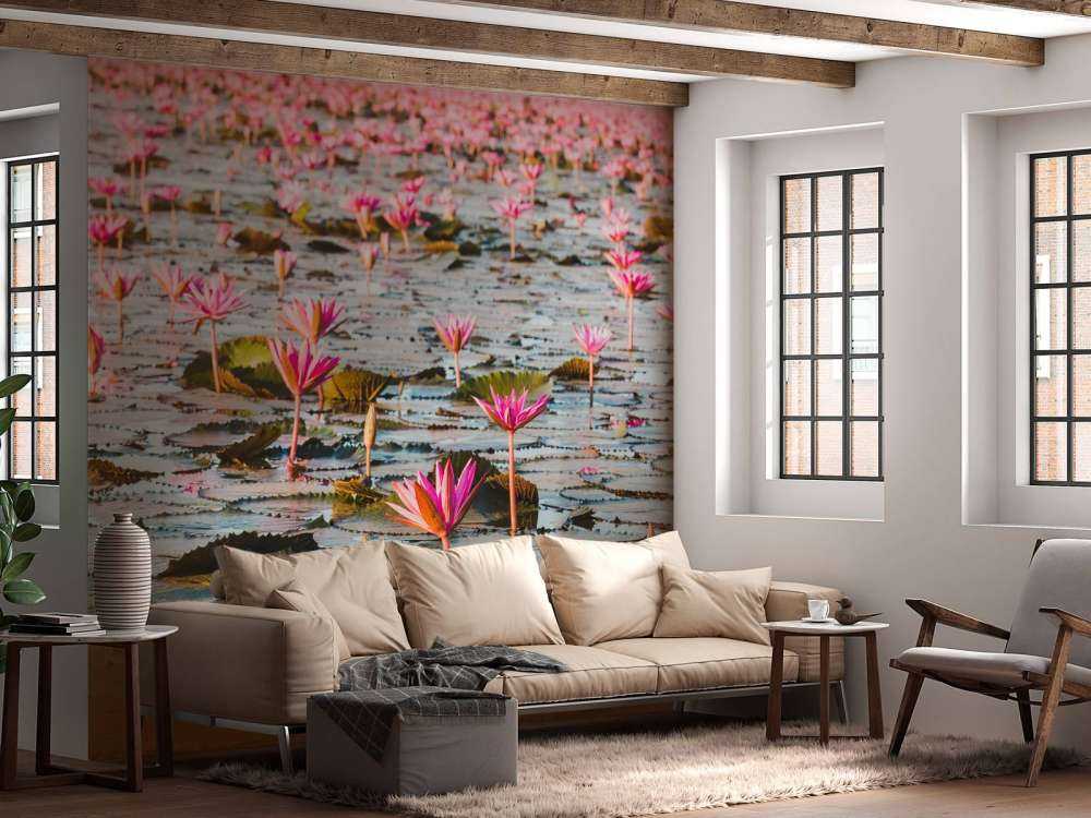 Sea of lotus flowers