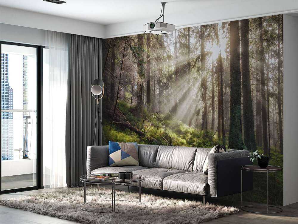 Autumn forest with sunshine