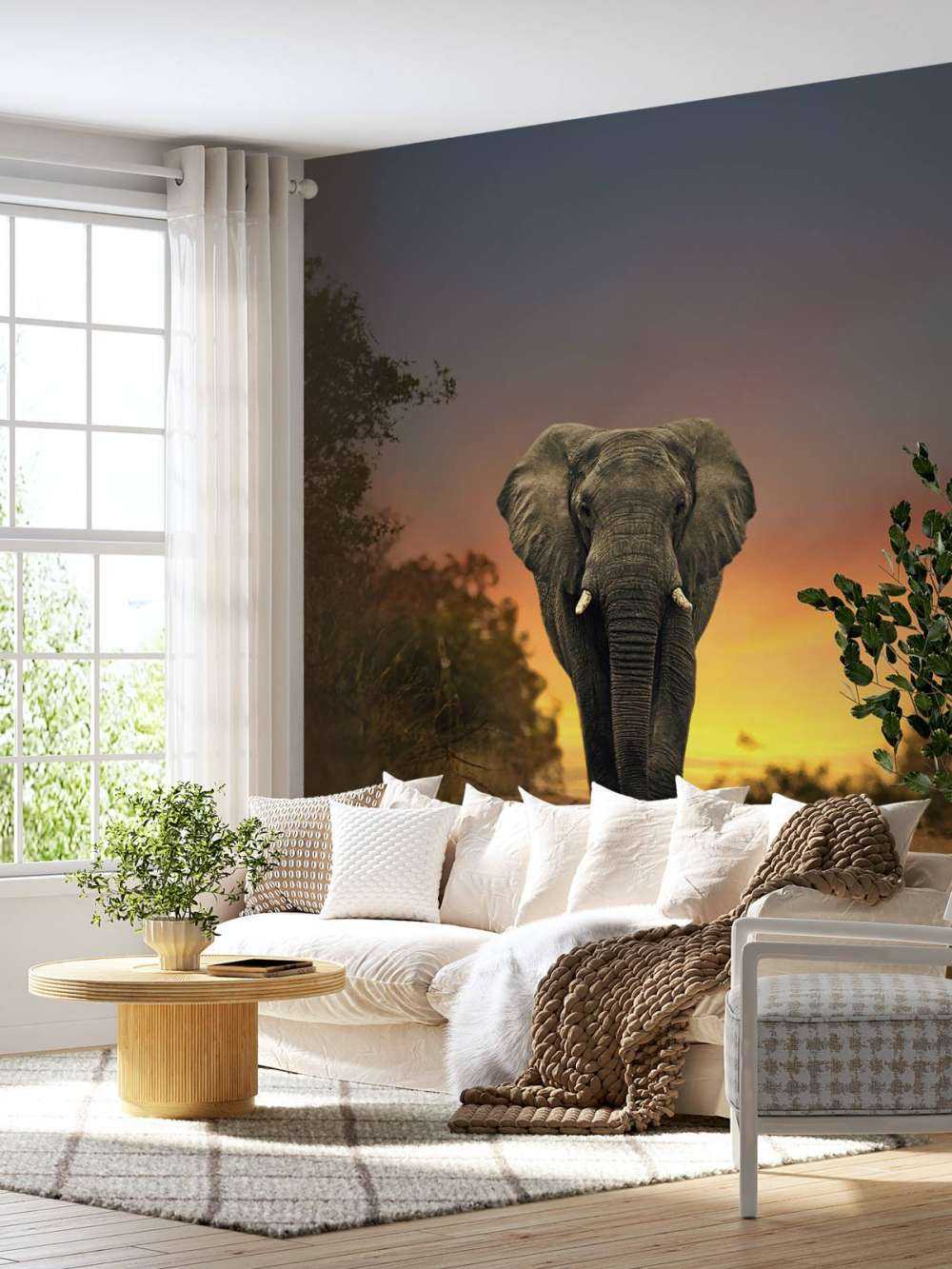 Elephant in the sunset