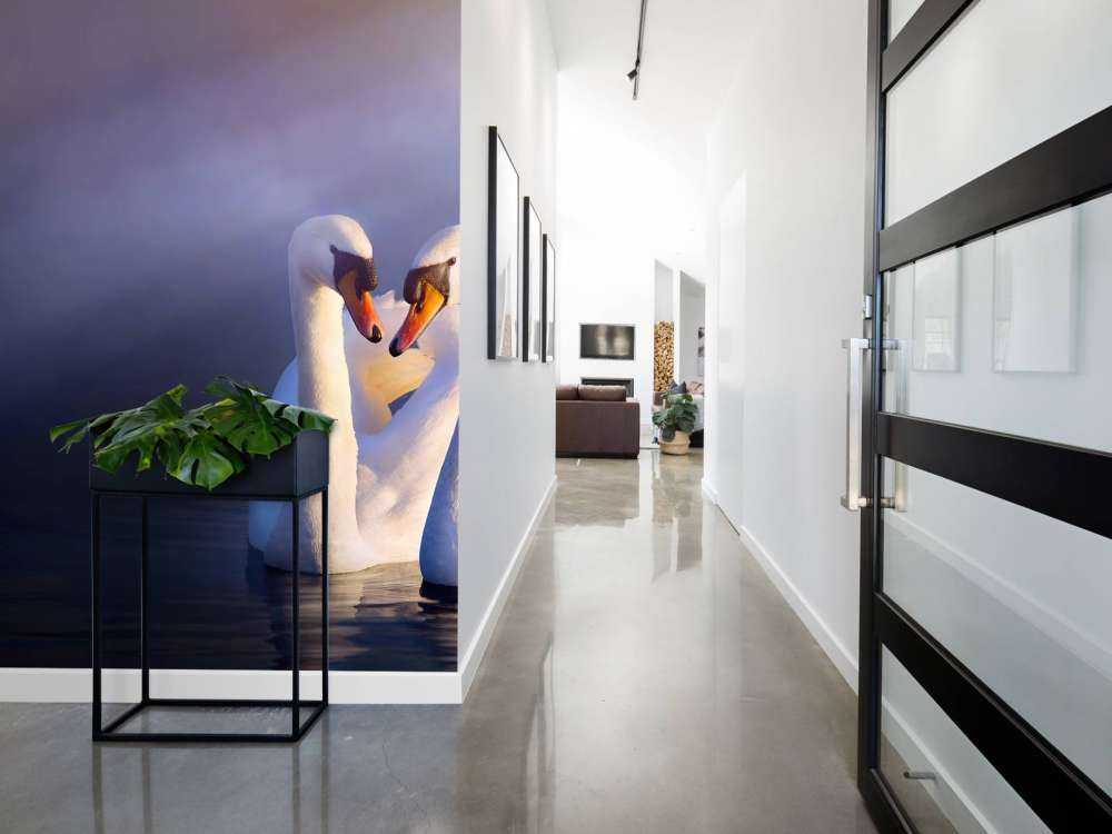 Love couple white swans