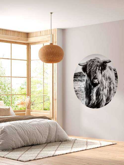 Scottish Highlander in black and white