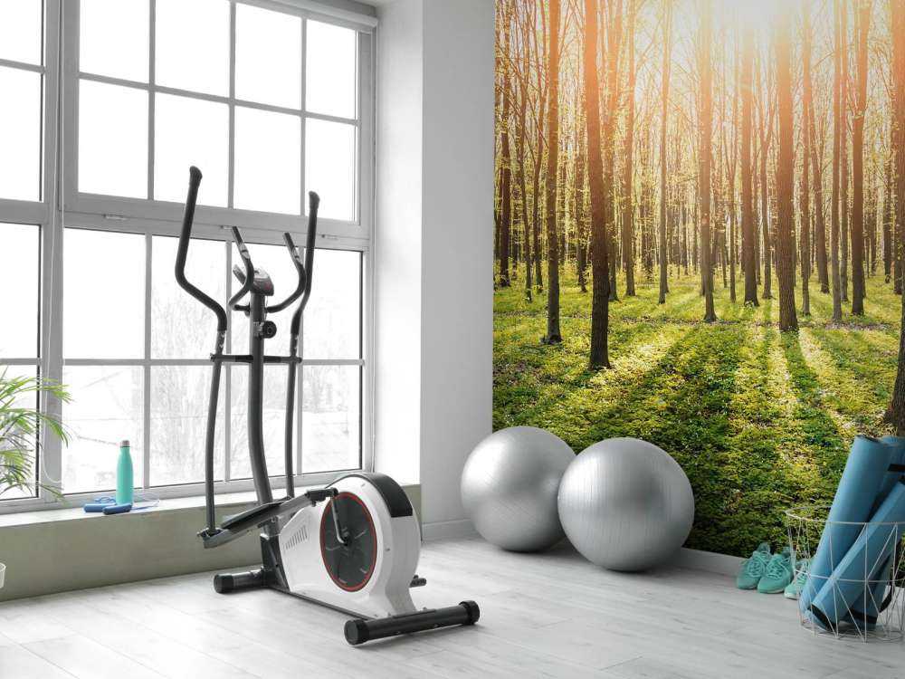 Evening sun in a forest