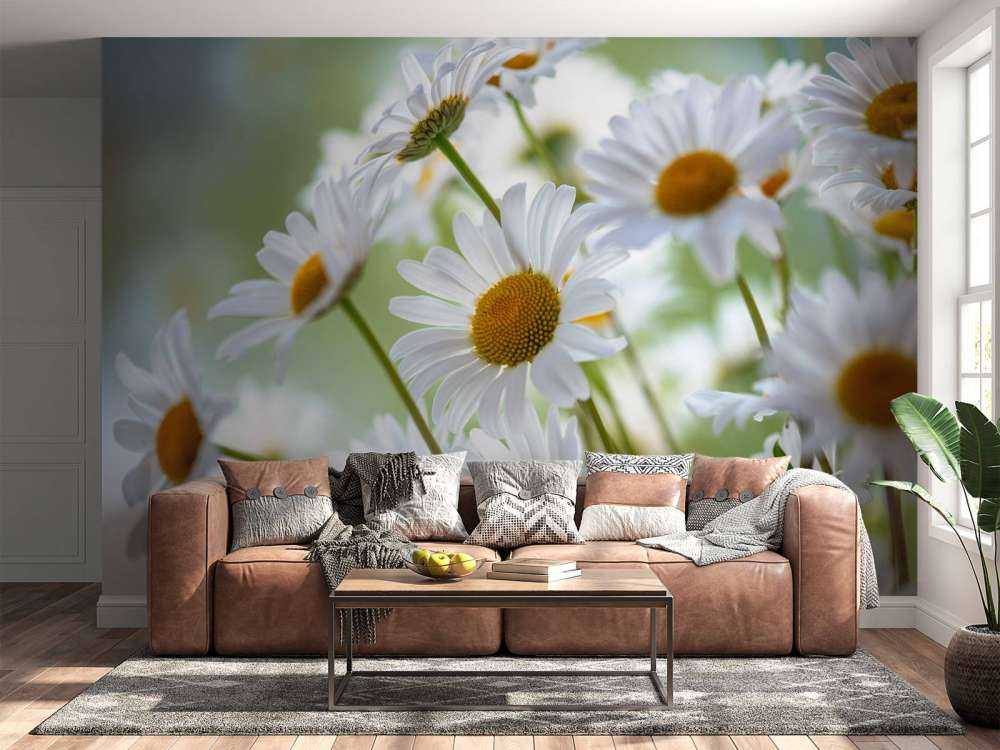 Close-up Daisies