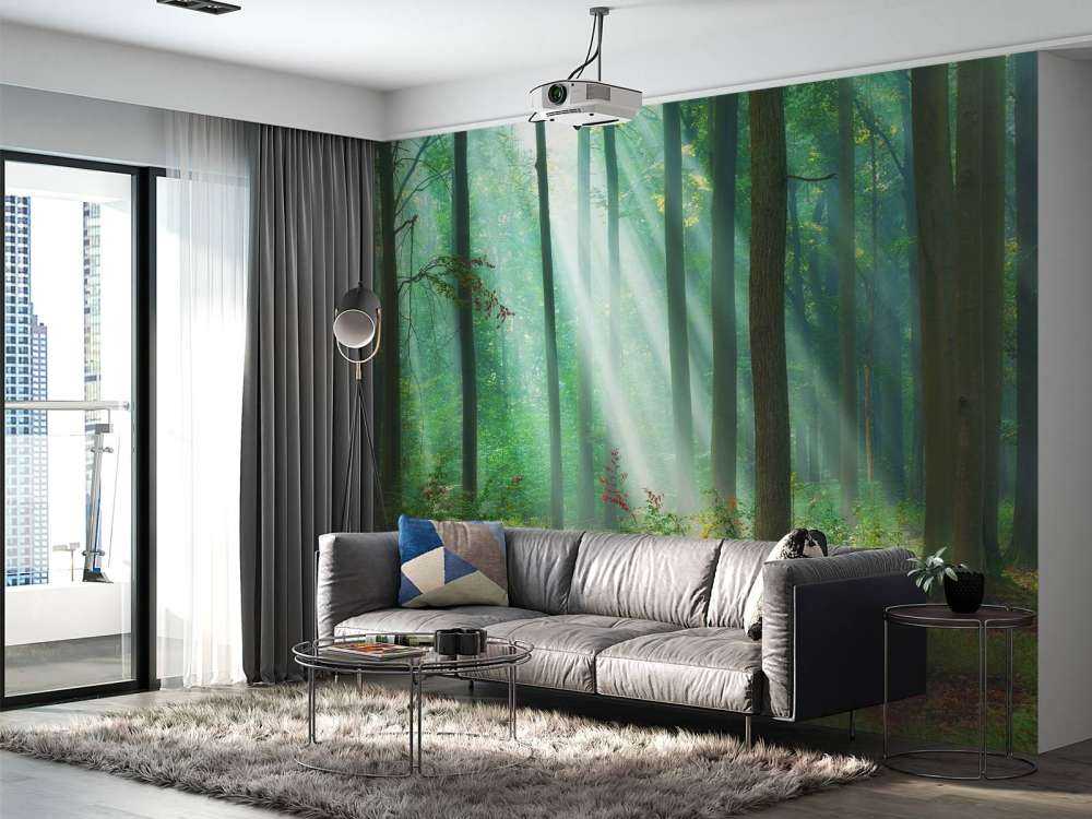 Morning in the woods