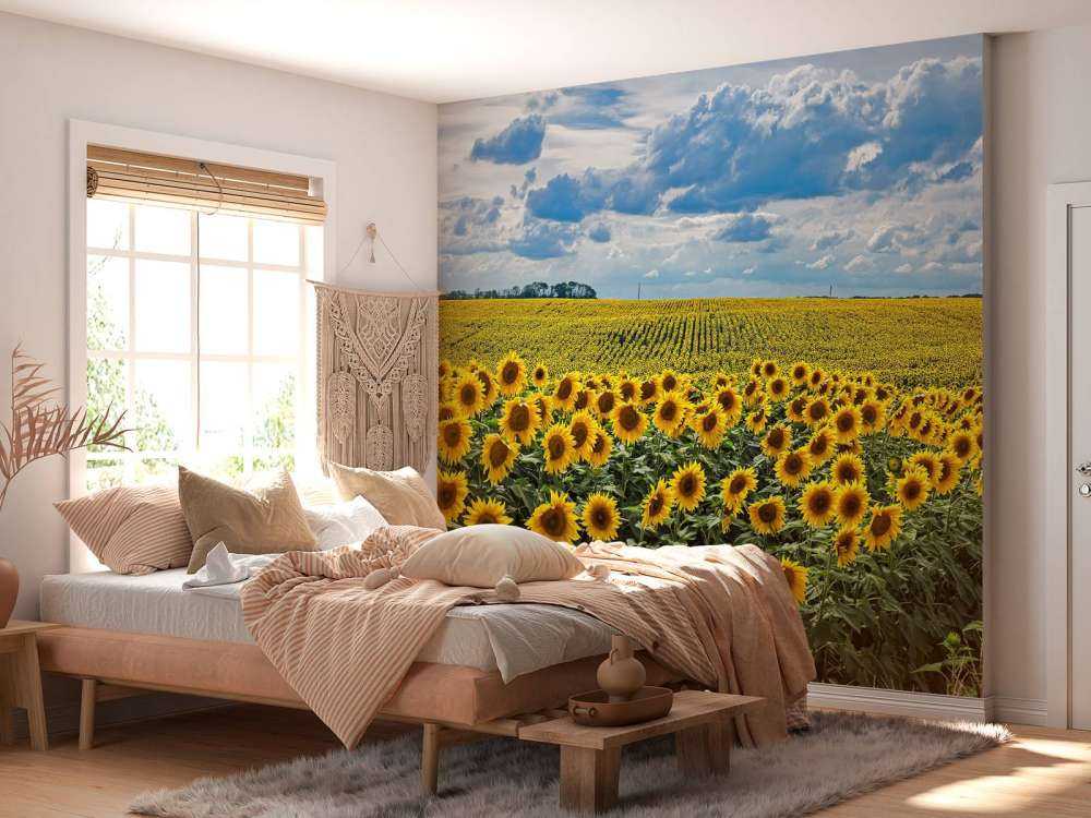 Meadow full of sunflowers