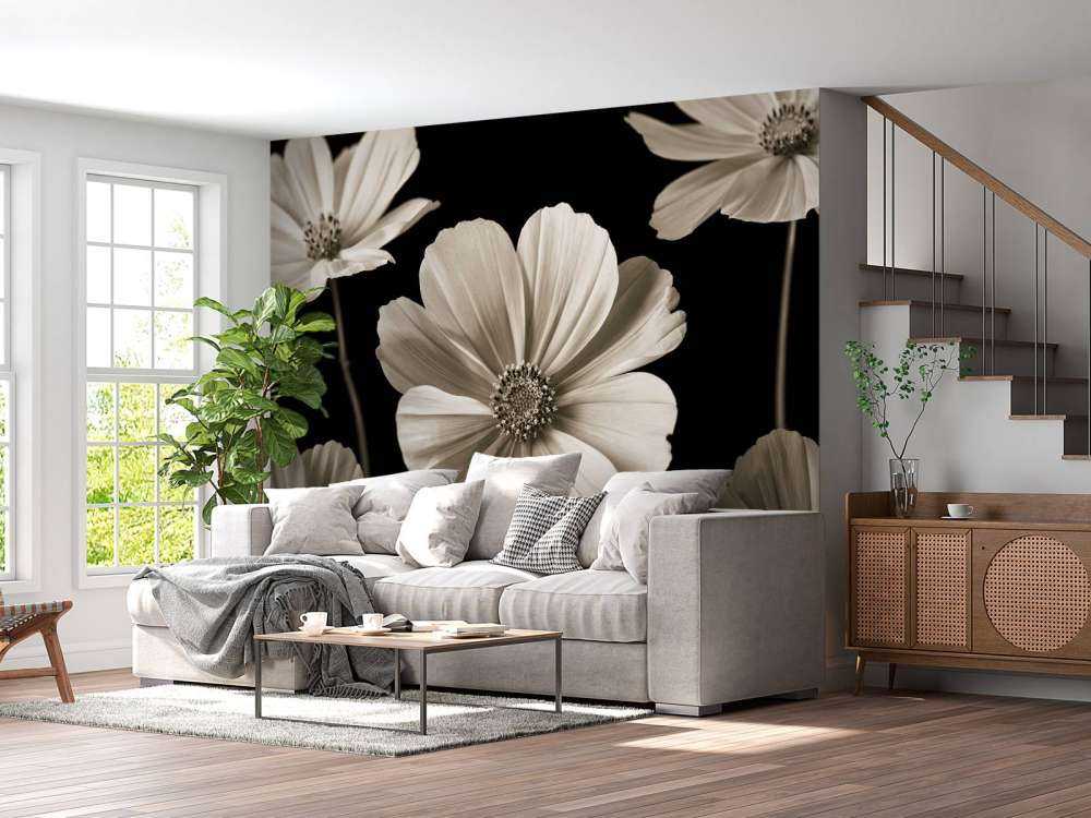 Multiple Cosmos flower