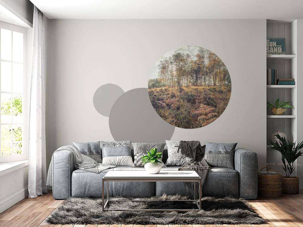 Forest in the morning