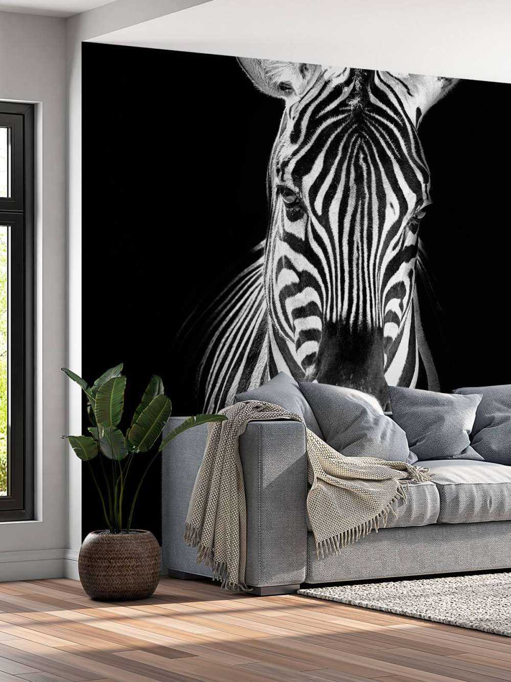 Close-up zebra black and white