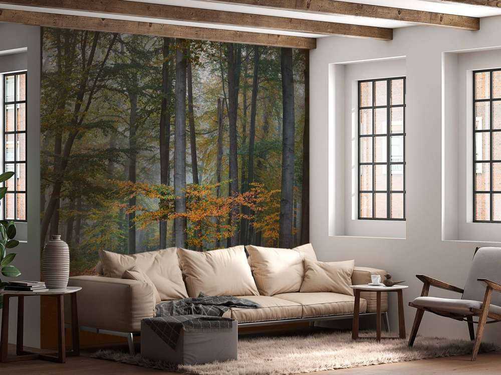 Autumn colours in misty forest