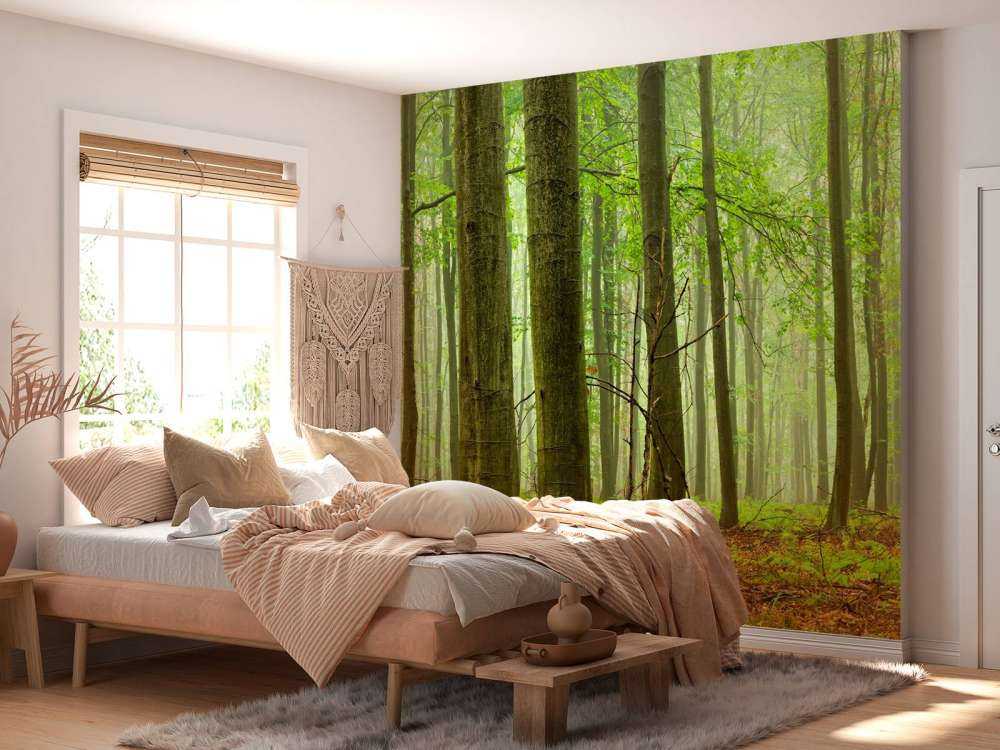 Forest of beech trees