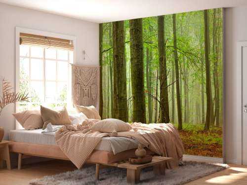 Forest of beech trees