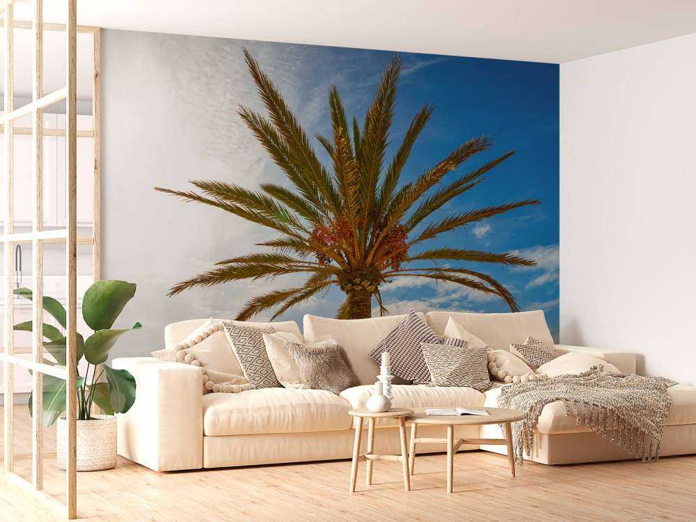 Beautiful palm tree