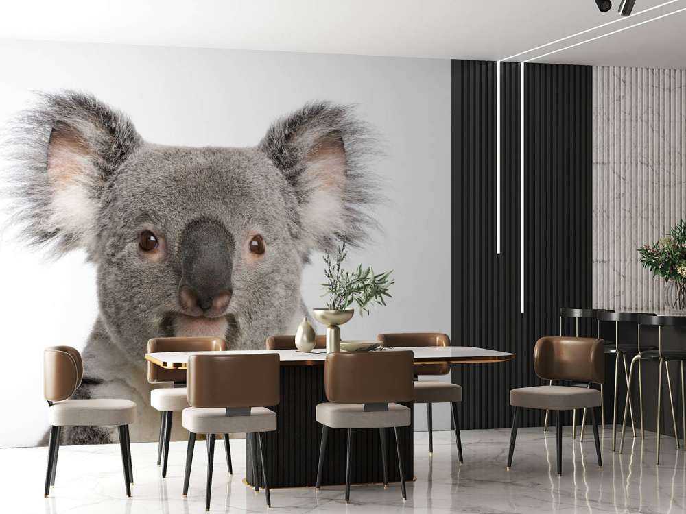 Photo of a koala