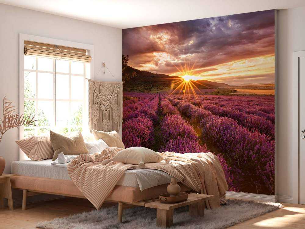 Lavender under the sun