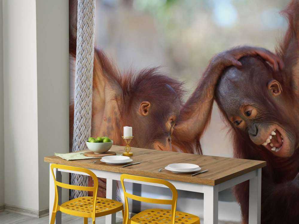 Baby orangutans