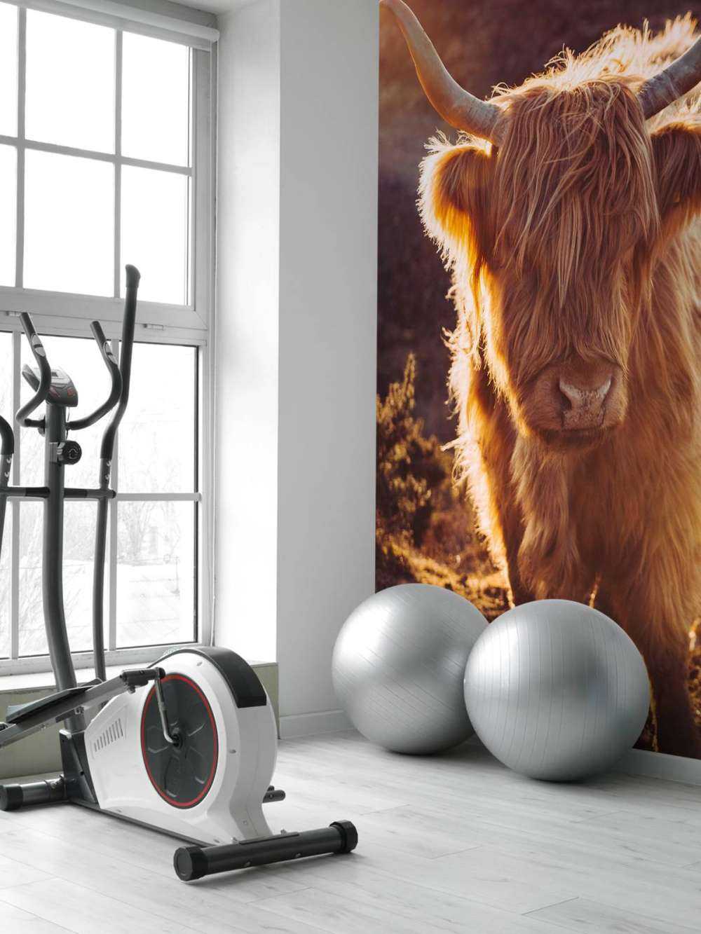 Scottish Highlander in the sun