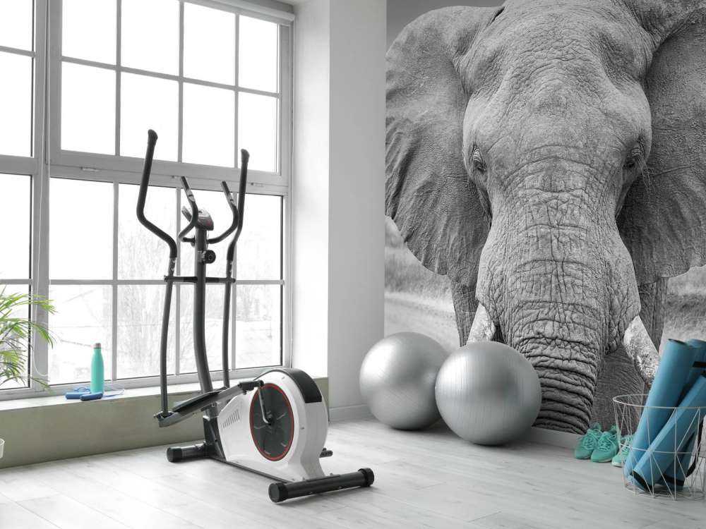 Elephant black and white