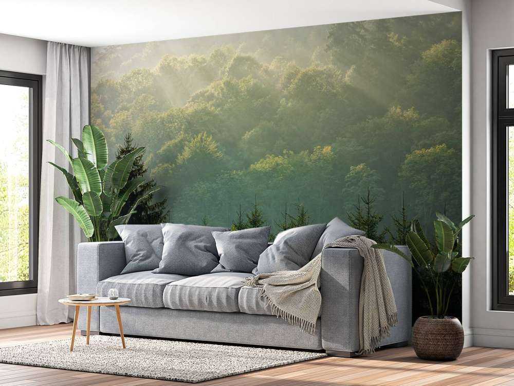 Sunbeams over the forest