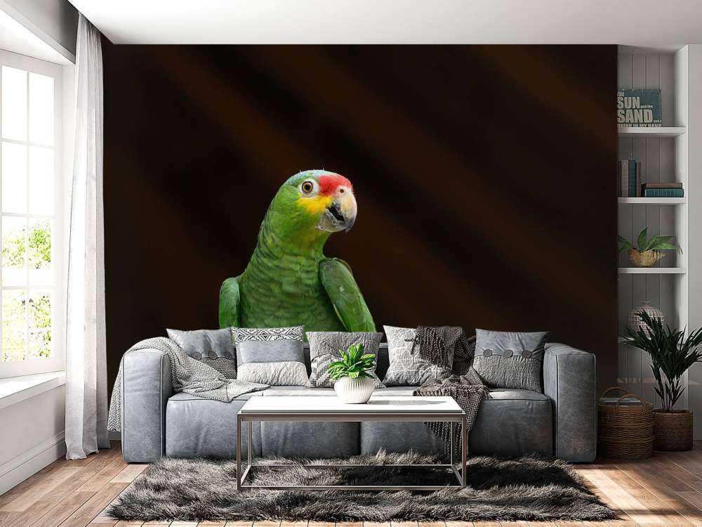 Curious parrot