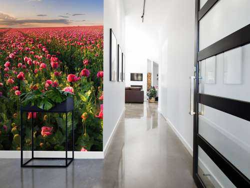 Pink poppies field