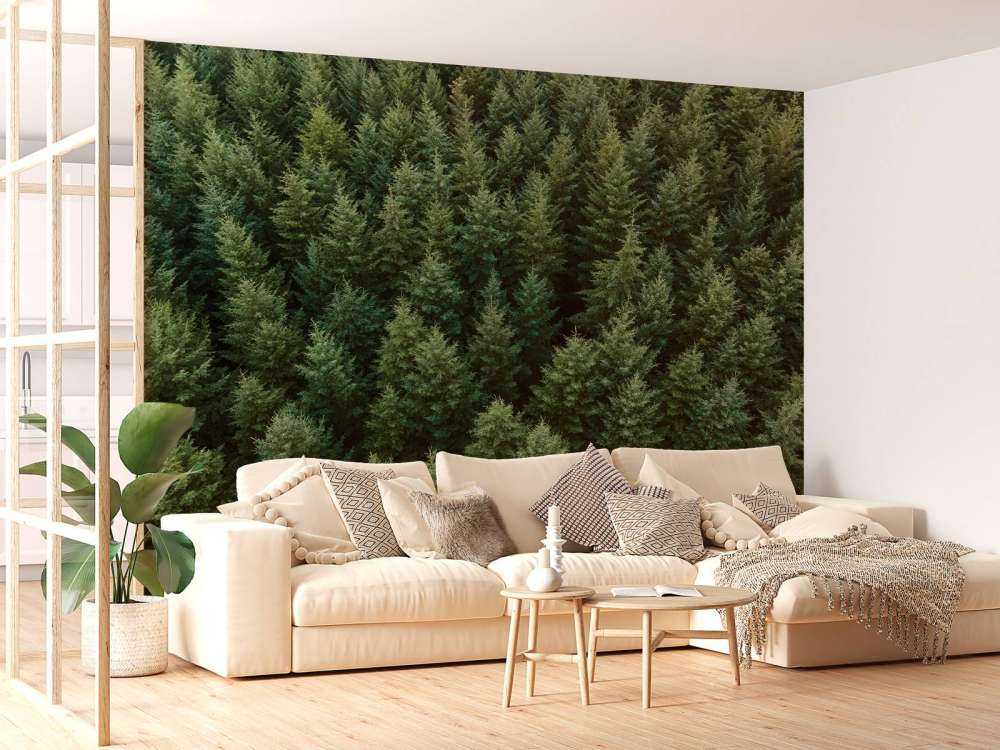 Douglas firs from above