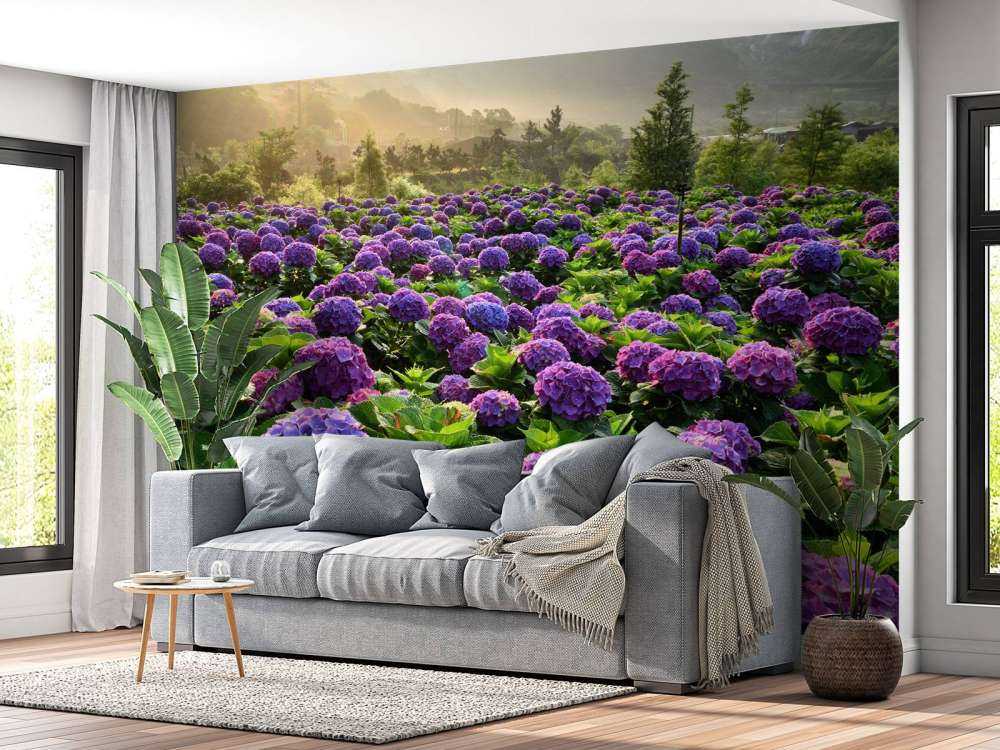 Hydrangeas in a field