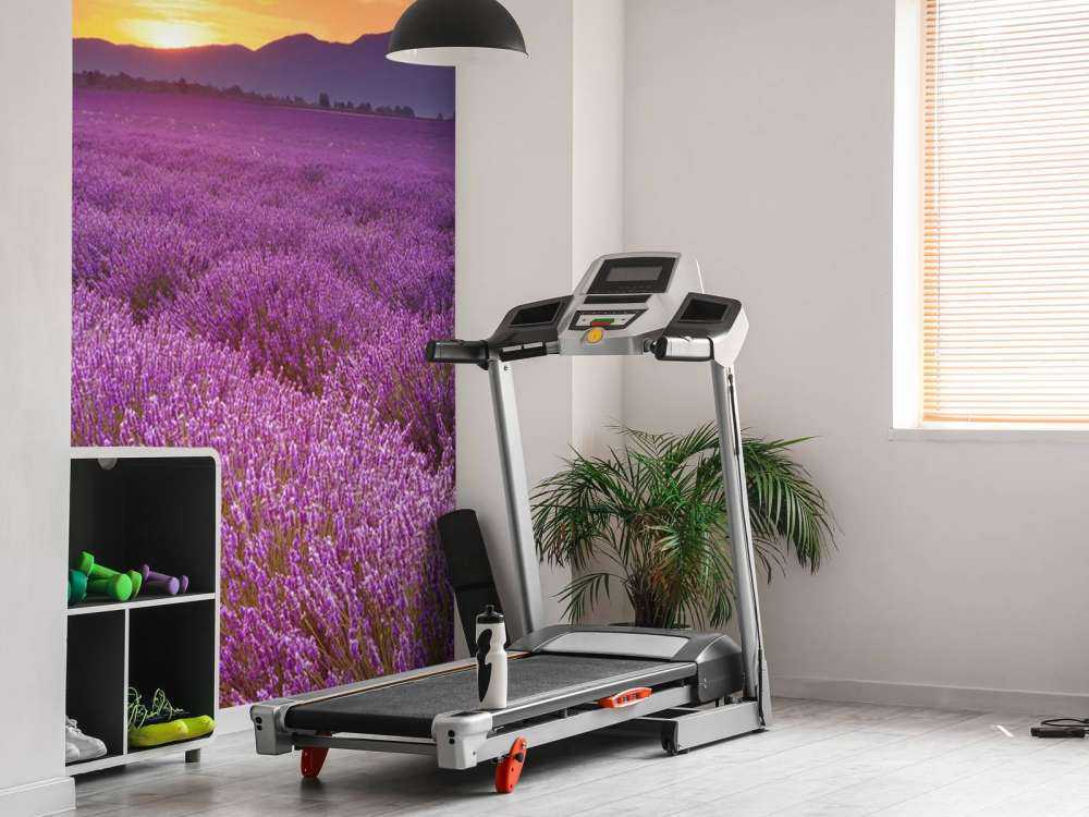 Field full of lavender